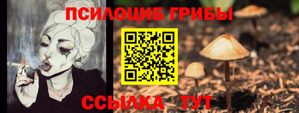 Псилоцибиновые грибы Psilocybe Ефремов